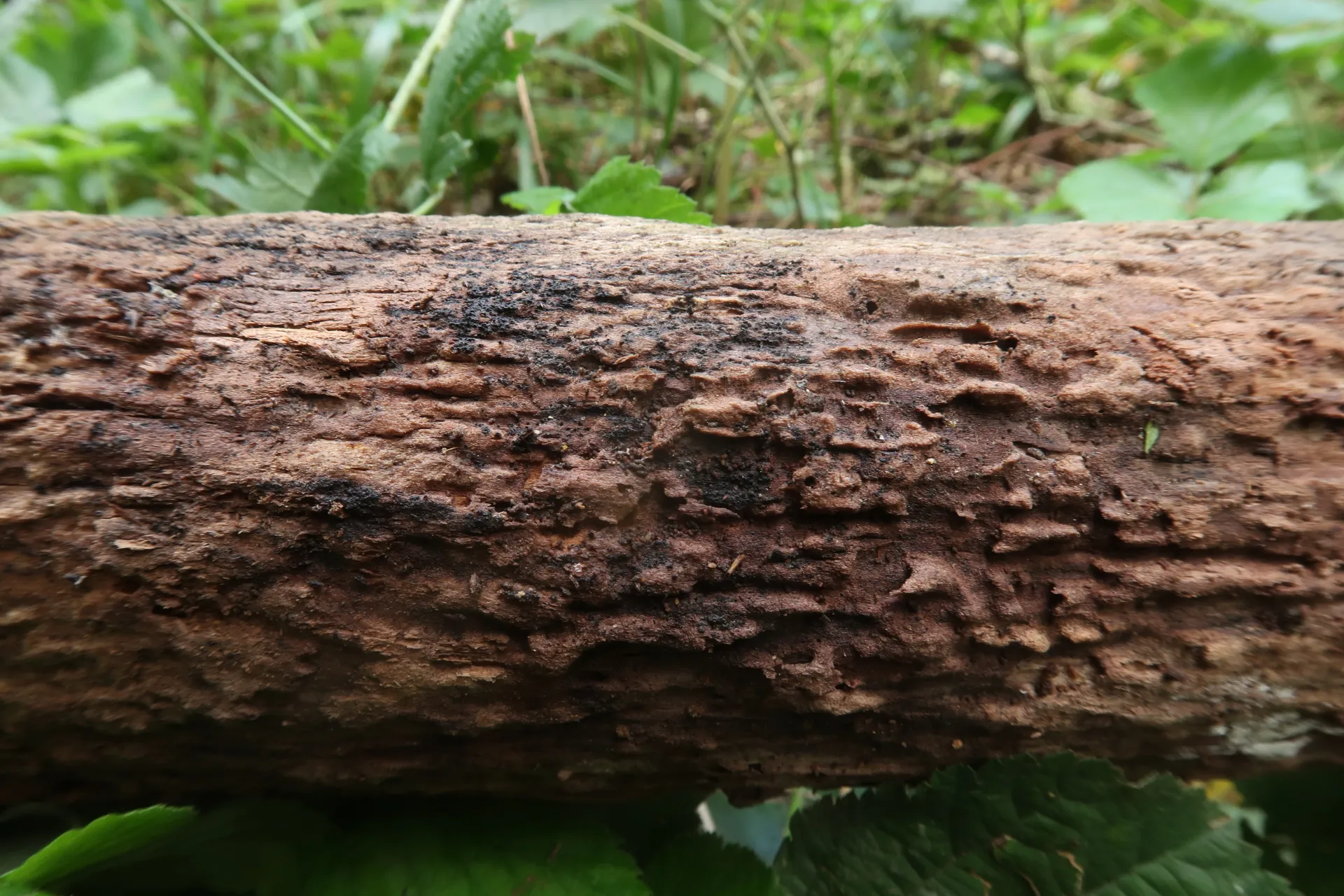 1 - IMG_9923